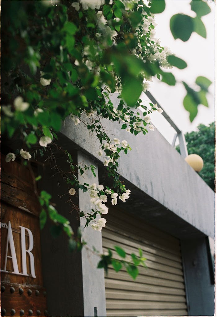 Low angle view of a building with blooming flowers and garage door, conveying an urban botanical theme.